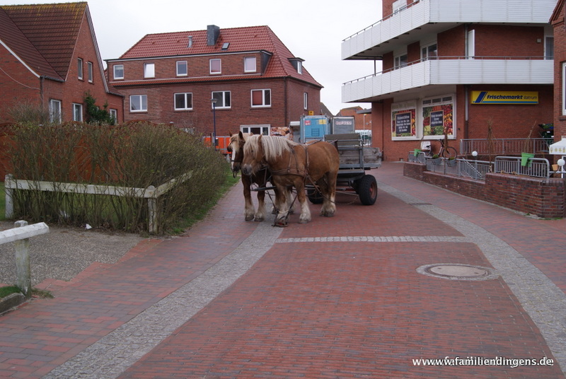 Pferde vorm Supermarkt