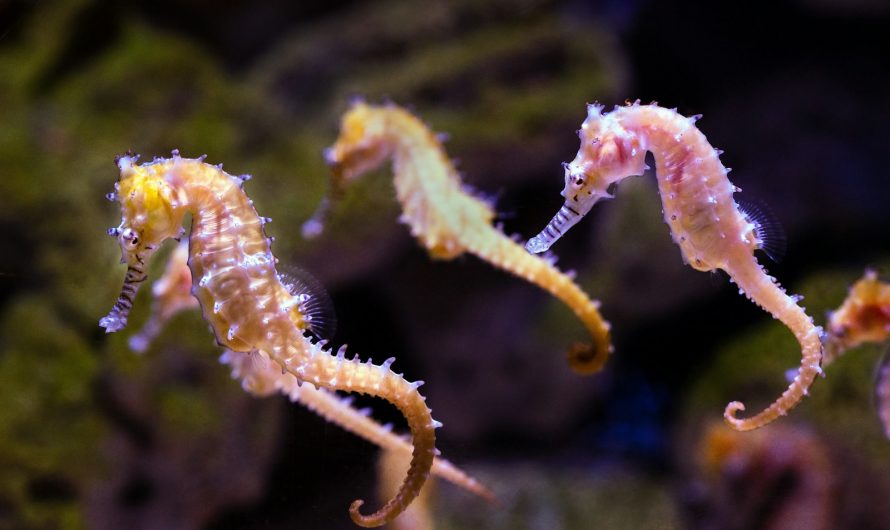 Seepferdchen sind zurück im Wattenmeer: Eine Erfolgsgeschichte des Naturschutzes