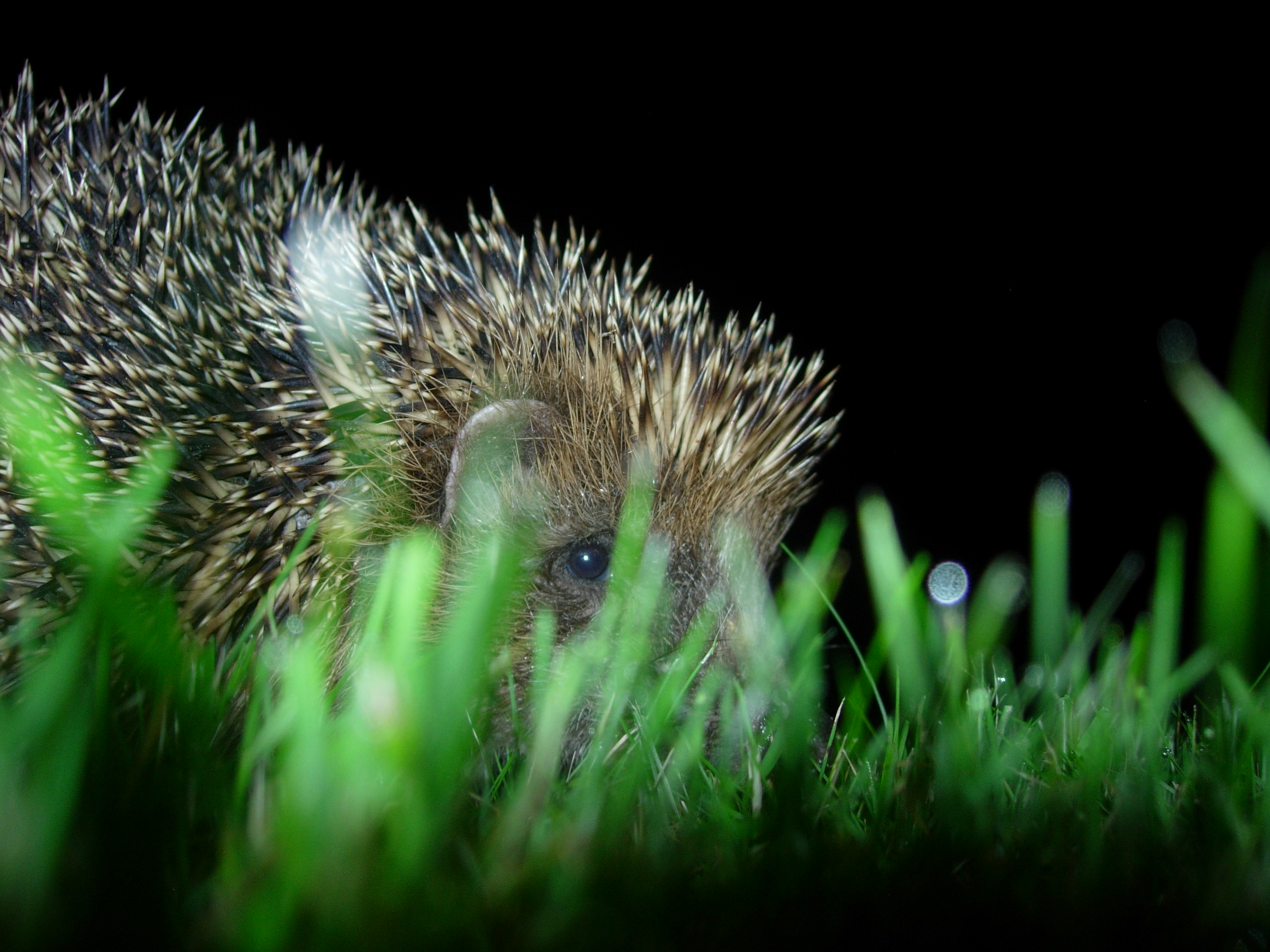 [Video] Süßer Igel knabbert Möhrchen