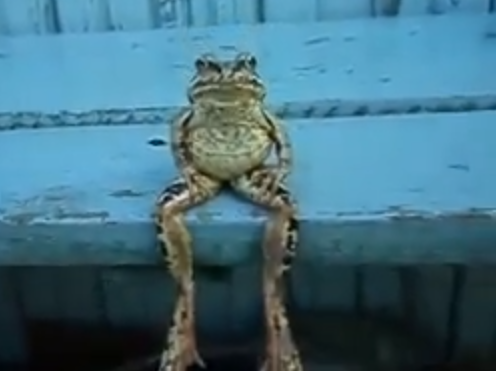 Video: Frosch sitzt wie ein Mensch auf einer Bank