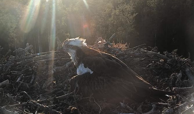 Webcam: Fischadler mit Jungtieren im Nest vor der Sonne Estlands
