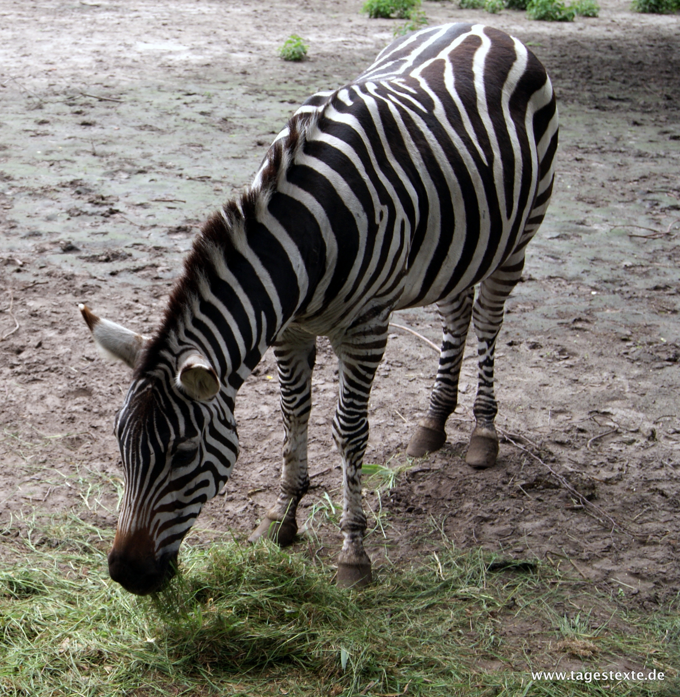 Foto-Serie: Zebrastreifen in natura