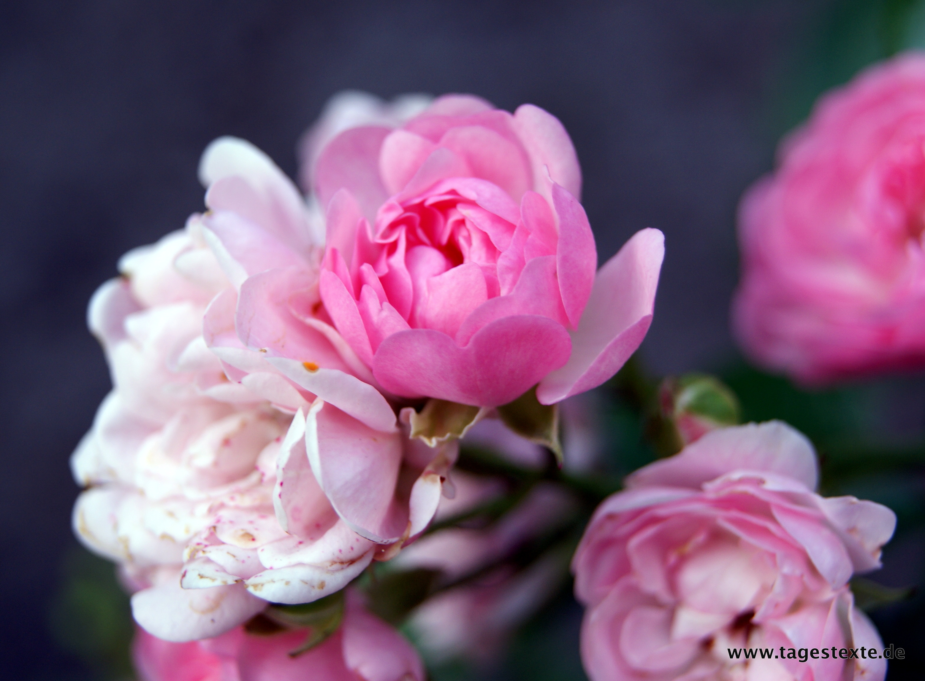 Foto-Serie: Rosenblüte im Frühjahr