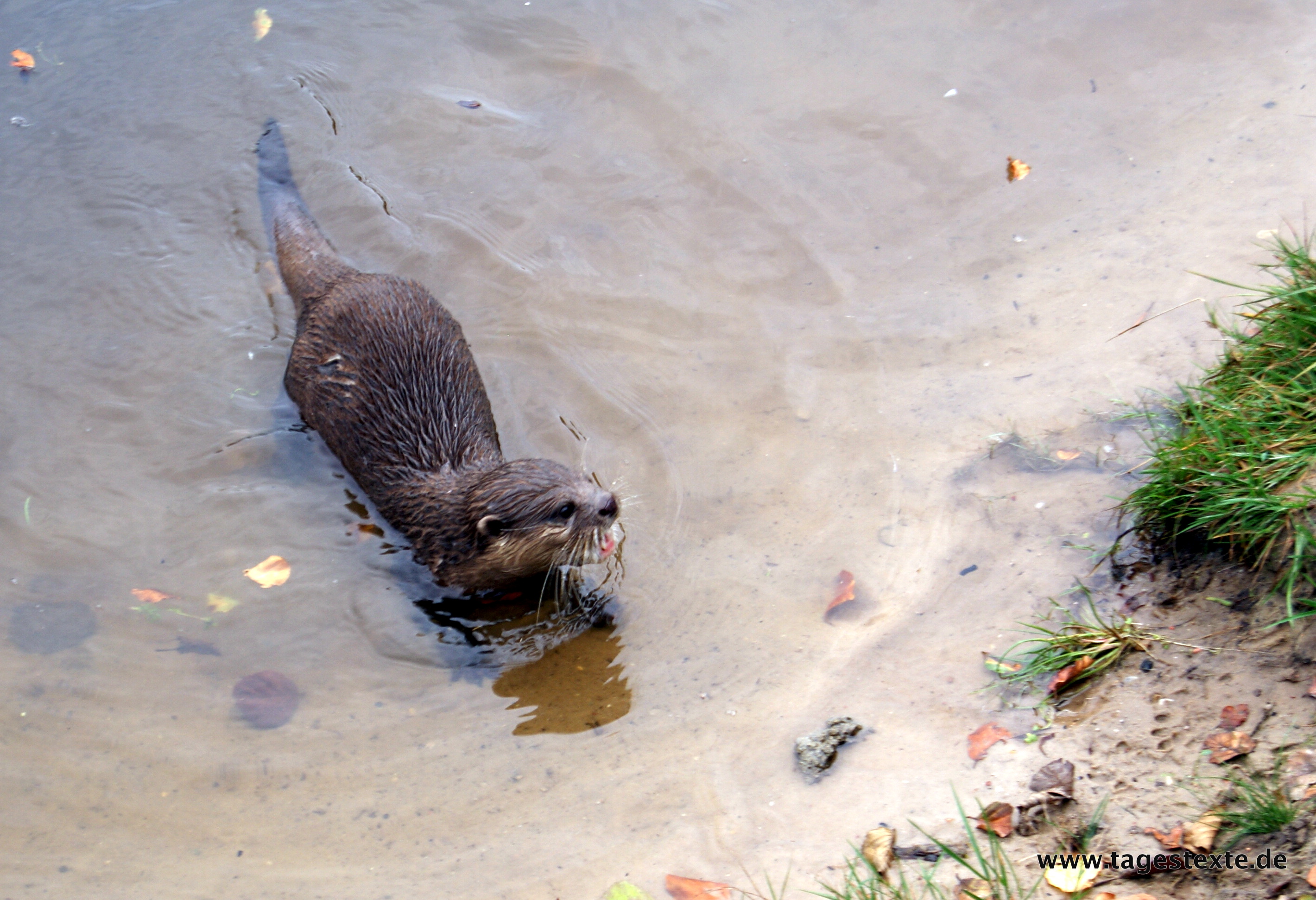 Foto-Serie: Otter im Sand