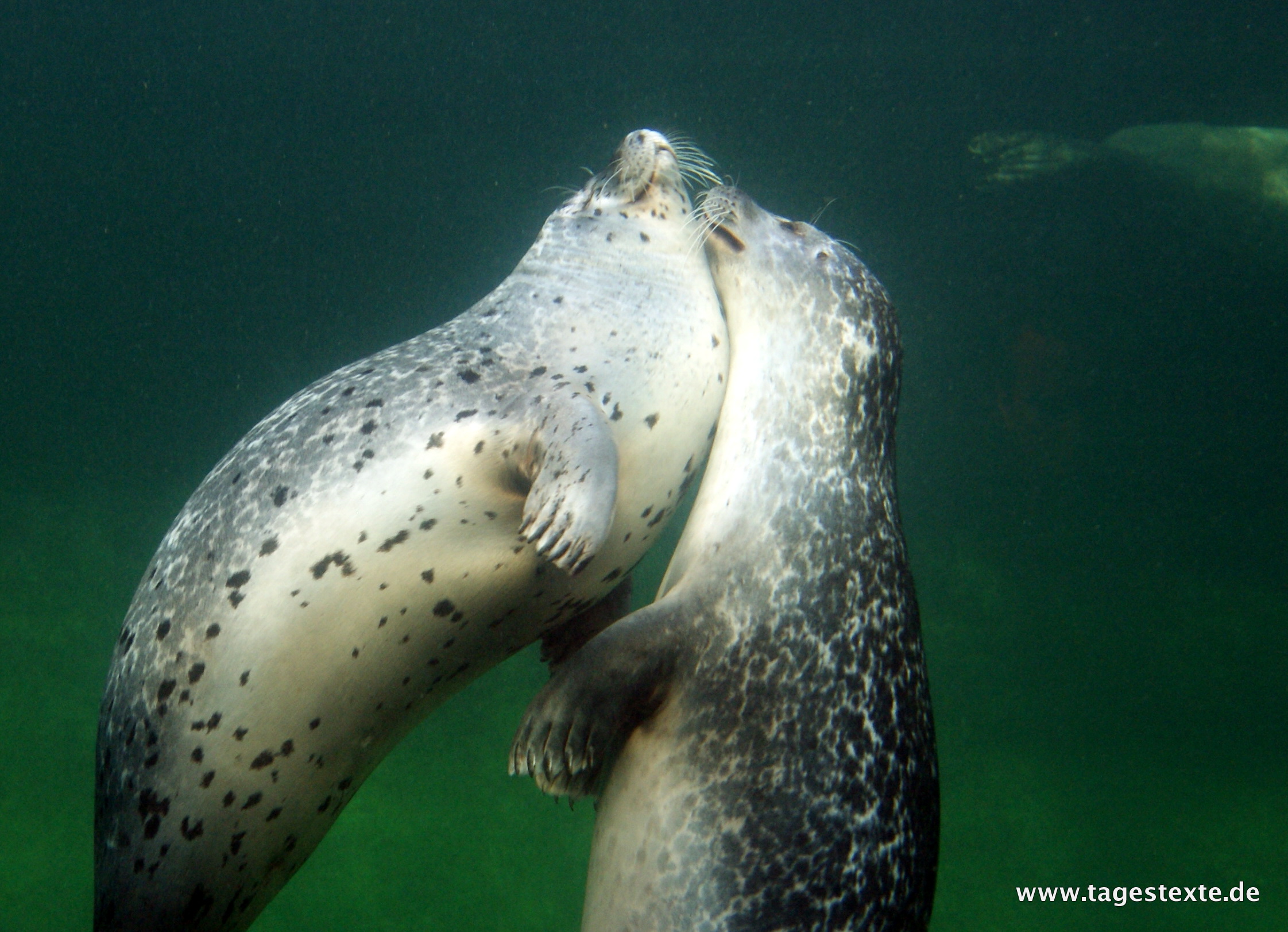 Fotos: Kuschelnde Seehunde