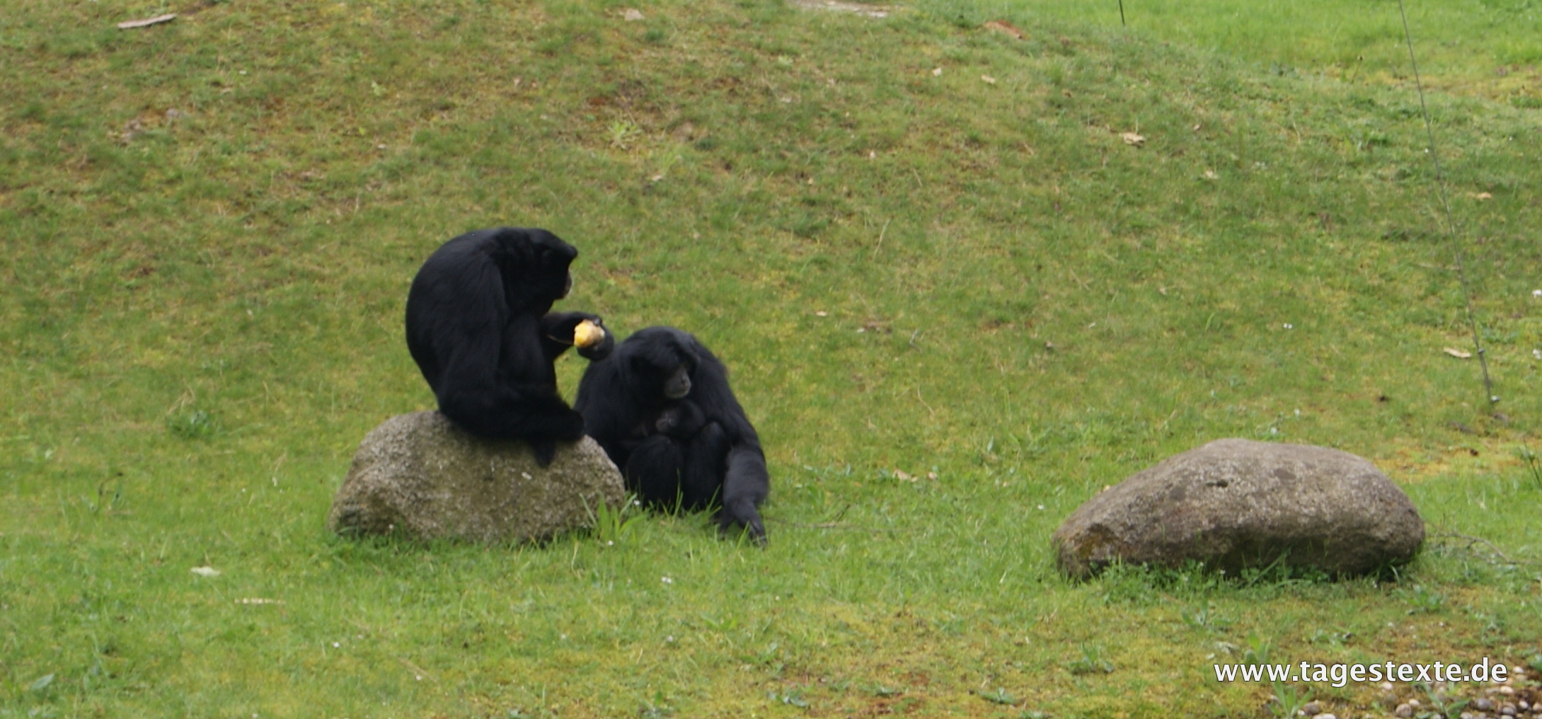 Sollte man bedrohte Tiere einfach klonen?