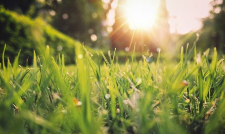 green grass field sunset scenery