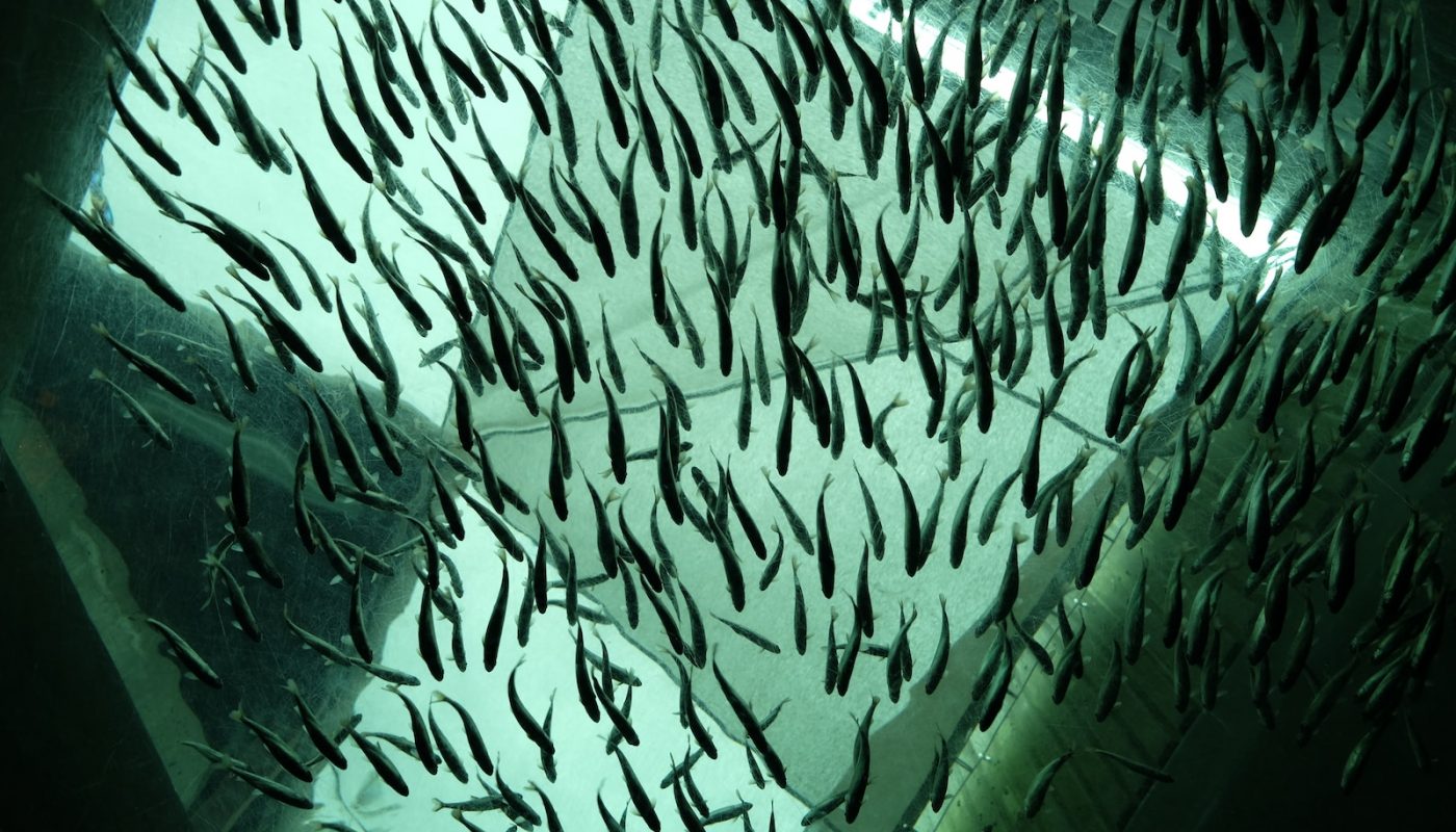 school of fish