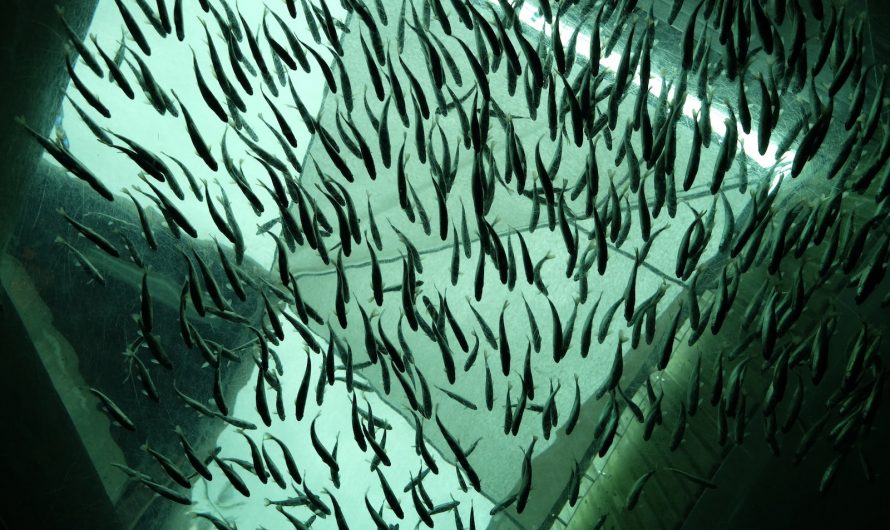 Claresse: Ein Revolutionärer Ansatz für nachhaltigen Fischgenuss