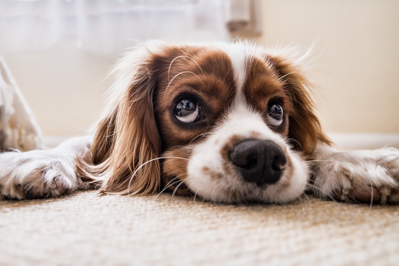 Milbenbefall beim Hund behandeln