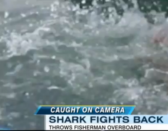 [Video] Kajakfahrer fängt Hai – Hai schlägt zurück