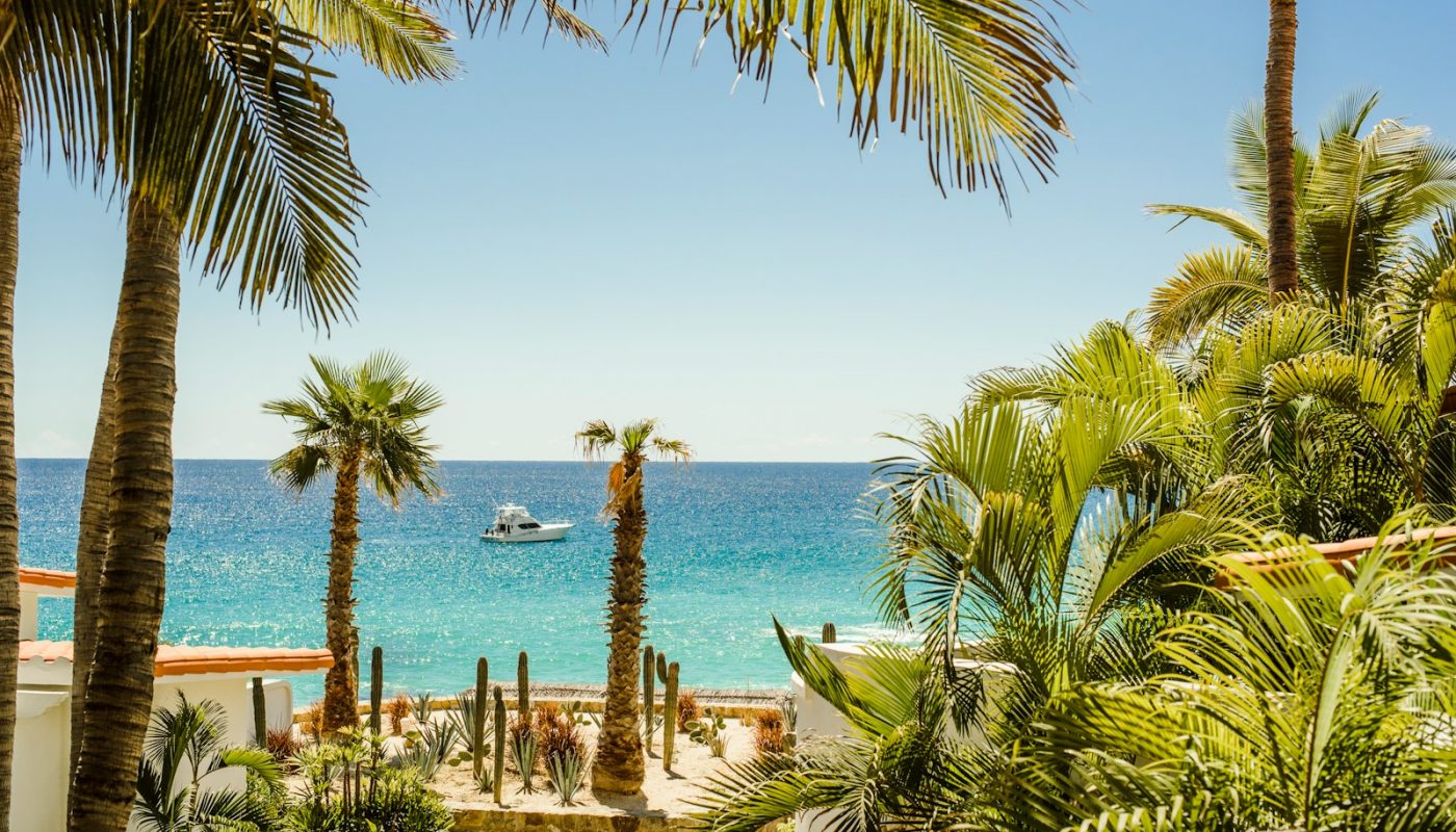 palm trees near body of water during daytime