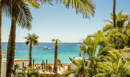 palm trees near body of water during daytime