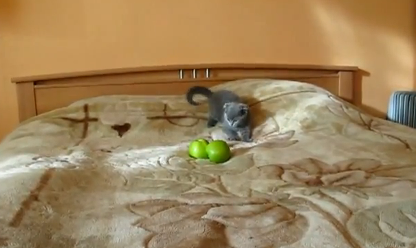 [Video] Kleines Kätzchen hat Angst vor zwei Äpfeln – Catcontent