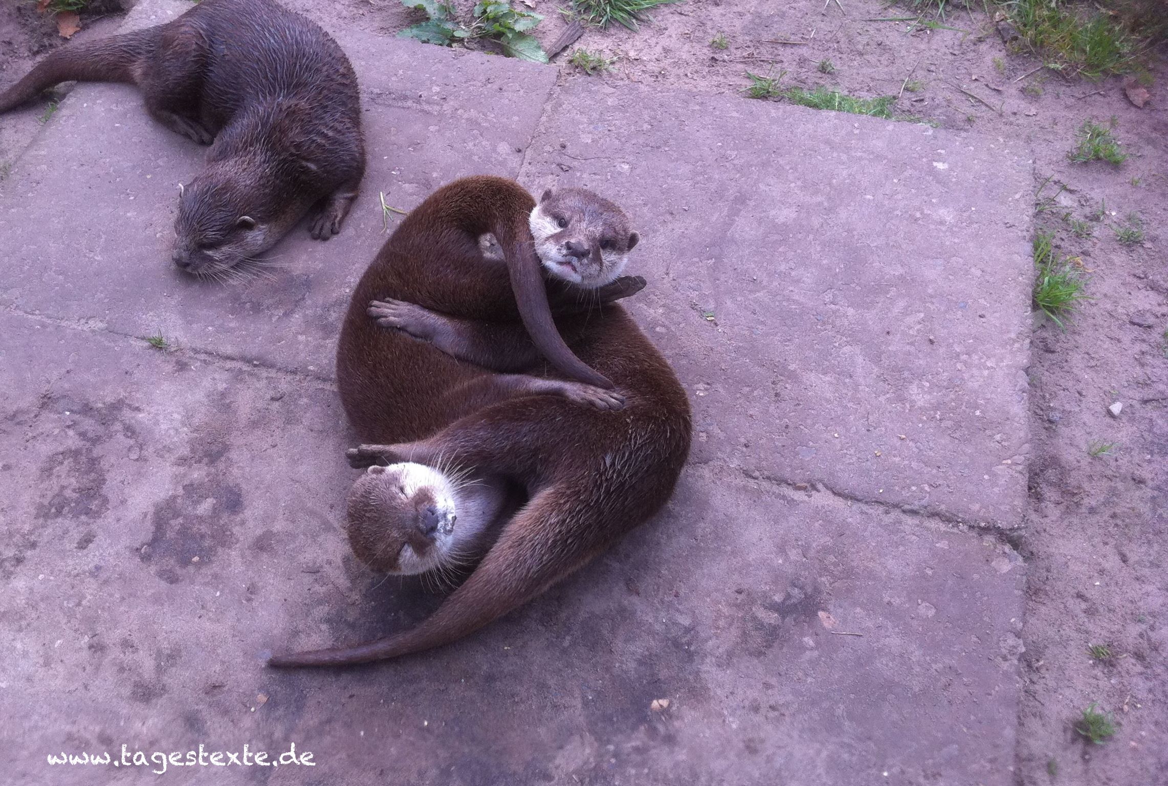 [Video] Spielende Otter in zweideutiger Pose