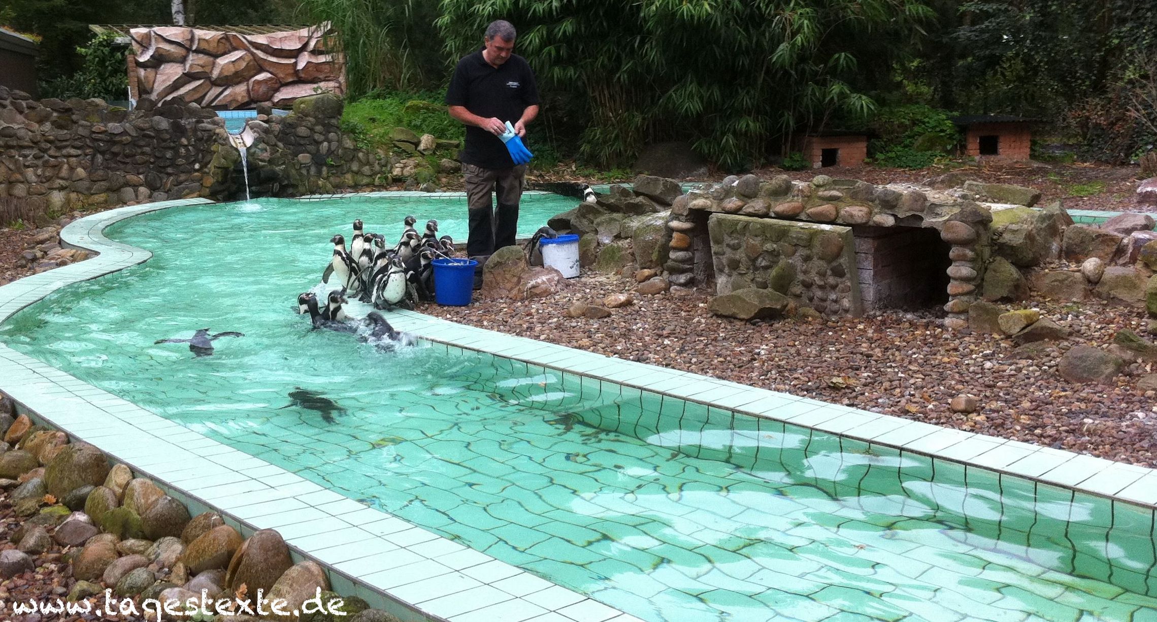 [Video] Pinguinfütterung im Tierpark Jaderberg