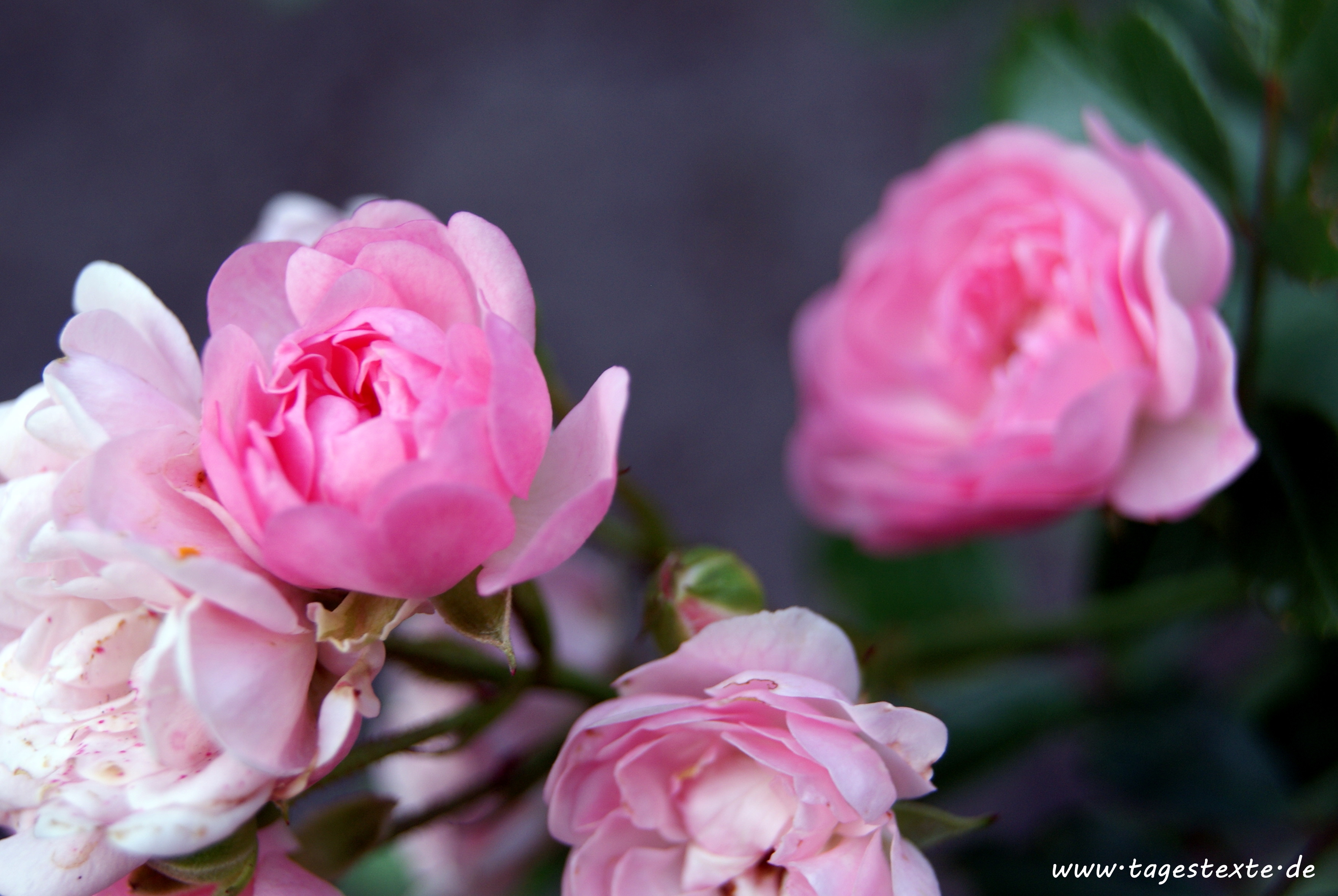 [Foto] Rosenblüten in zartem Rosé