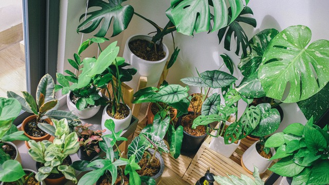 Wie Sie Ihre Zimmerpflanzen am besten umziehen